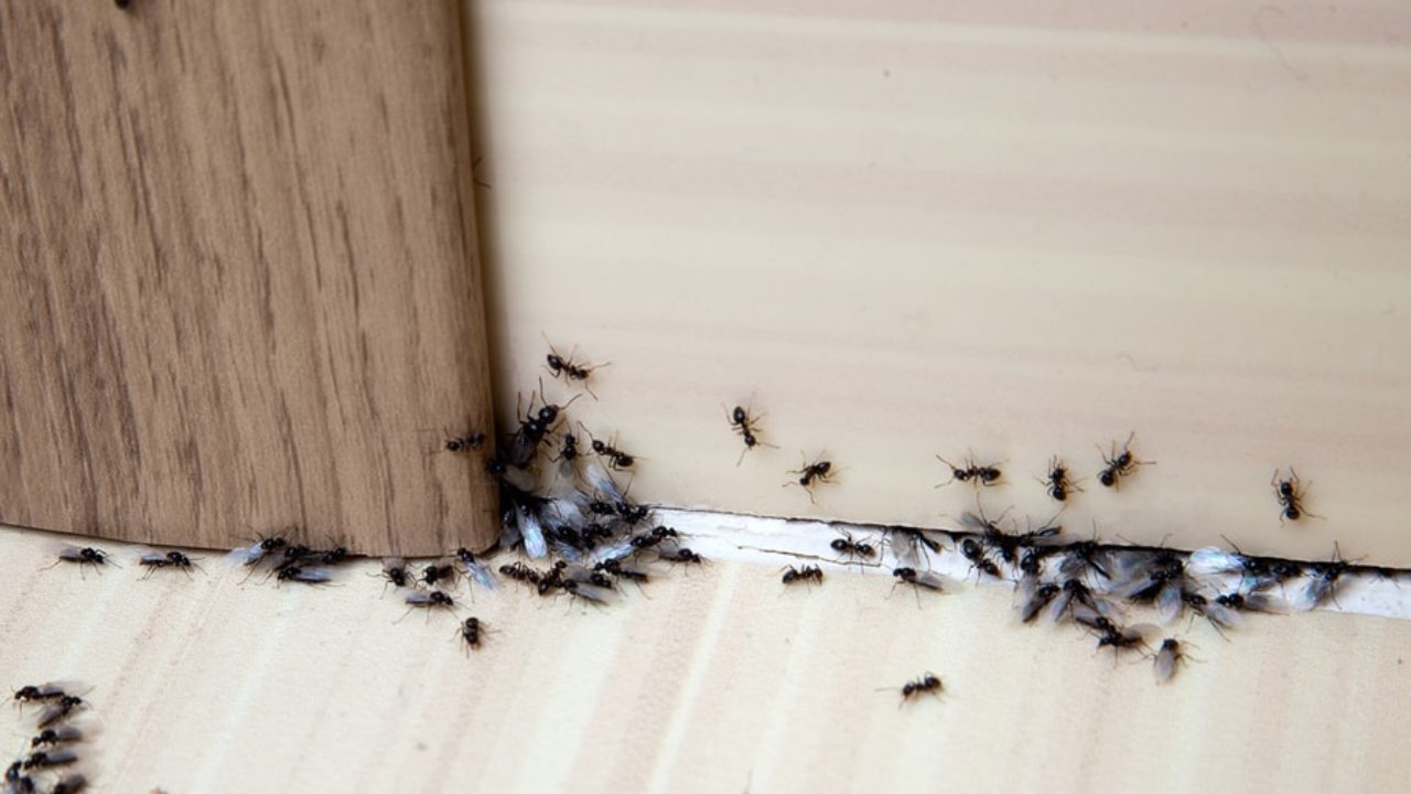 Voici pourquoi vous continuez à avoir des problèmes de fourmis dans votre cuisine
