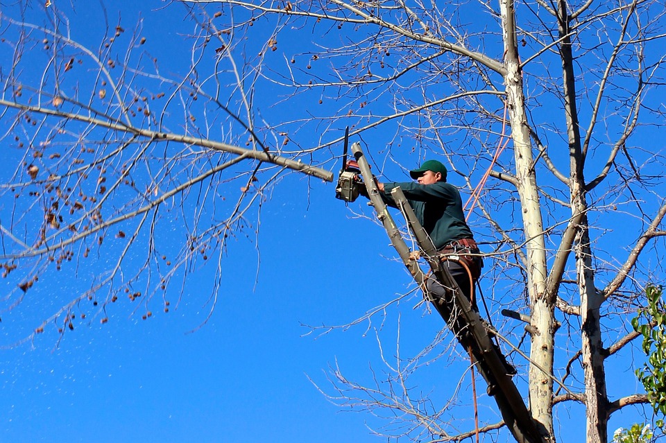 Comprendre l’intérêt d’un recépage d’arbre