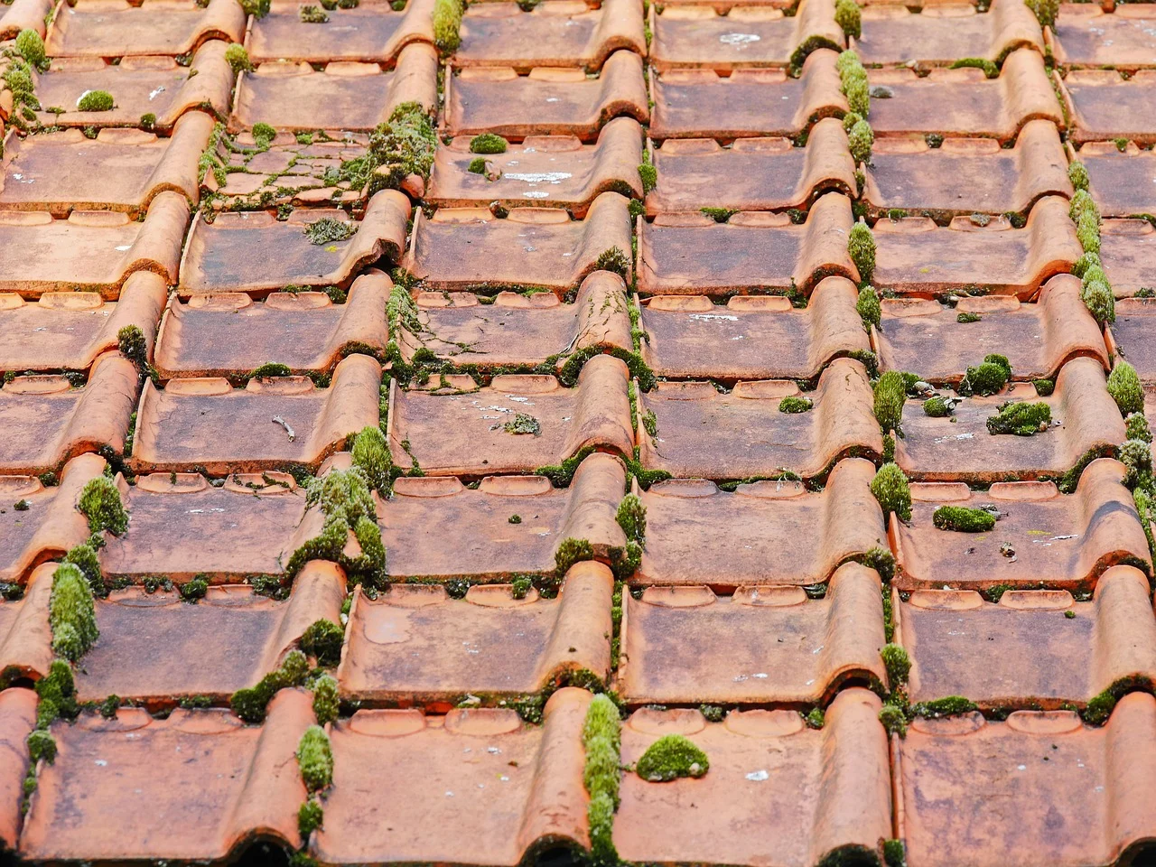 Lutter contre la prolifération de mousses sur la toiture